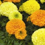 Μαργαρίτες