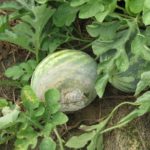 La pourriture blanche