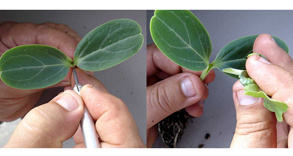 Impfung im Zentrum (Split)