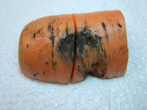 Black Rot (Alternaria)