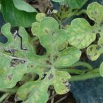 Black rot on watermelon leaves