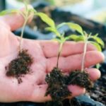 الساق السوداء