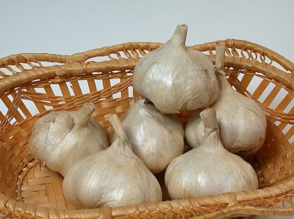 Ail de printemps Victorio