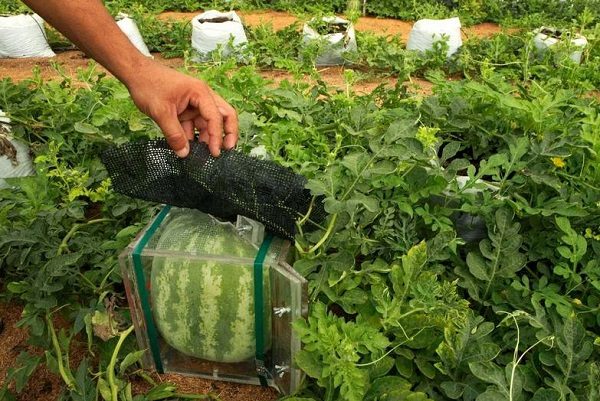 Melon d'eau carré dans une boîte sur la parcelle de jardin