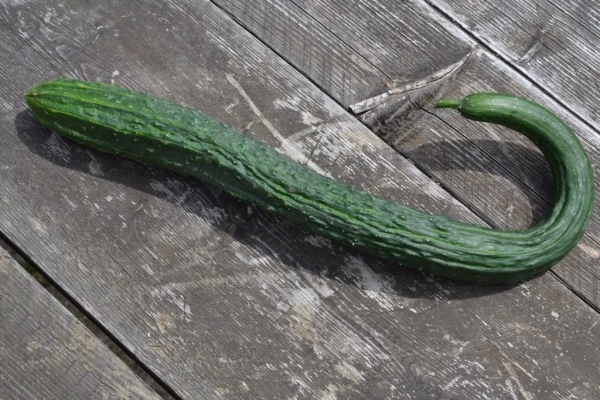  Chinese cucumber: description and characteristics, planting and care, varieties