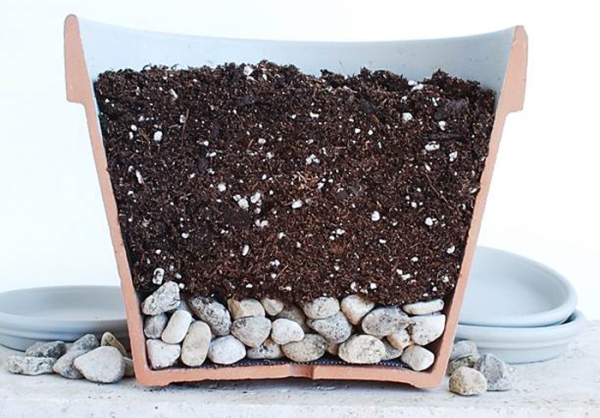 Vous devez planter des graines dans un pot avec une bonne couche de drainage, un terrain tout prêt pour les orchidées fera l'affaire.