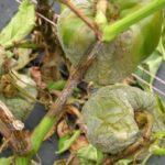 اللفحة المتأخرة