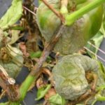 Фитофтора на българския пипер