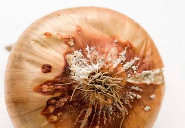 Pourriture fusarienne