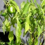 فيوزاريوم الذبول