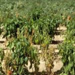 Fusarium pepper wilting