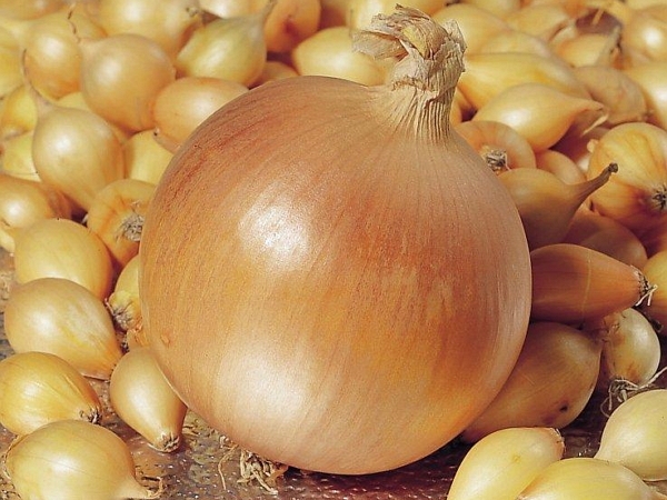 Hercules est une variété hybride, ses graines ne donneront pas