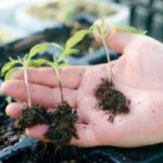 Гъвкав черен крак в разсад от черен пипер