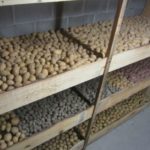 Storing potatoes in the basement