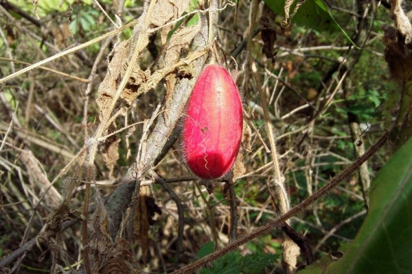 La culture est résistante au froid et à la sécheresse. Pour l'hiver, les pousses inférieures doivent être éliminées.