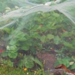 Ягода с агрофибри