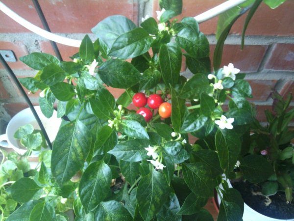 Zimmerpfeffer Indischer Sommer