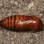 Dustpan Exclamation Dolly