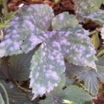 Strawberry bush struck with powdery mildew