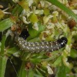 Falena ombrello Lechinka