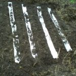 Засяване на моркови на тоалетна хартия