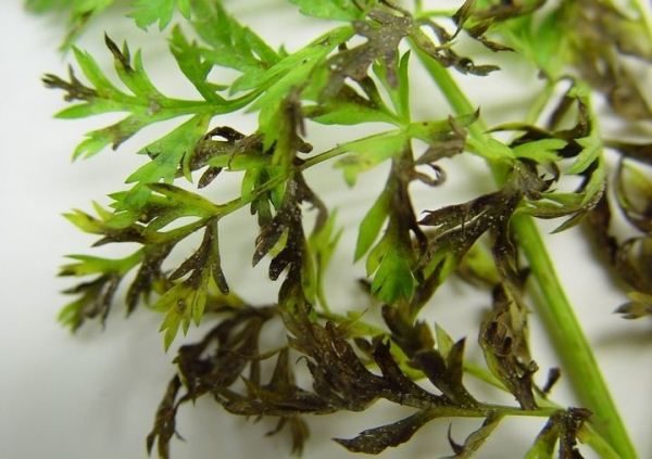 Le foglie di carota sono affette da macchie marroni