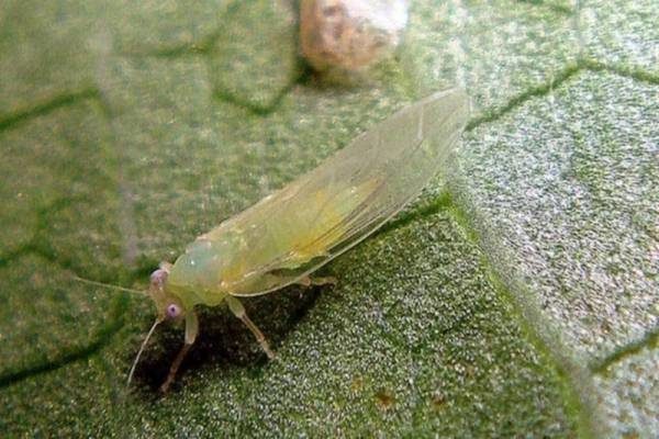 Blocchetto di carota