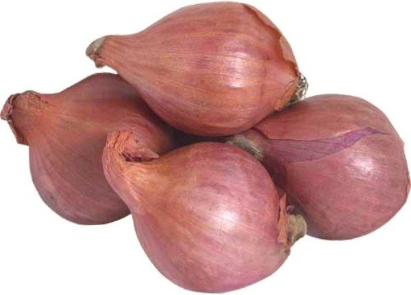 Oignons de famille grade Emeraude