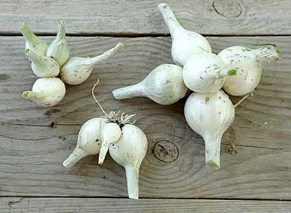 Boule de neige aux échalotes