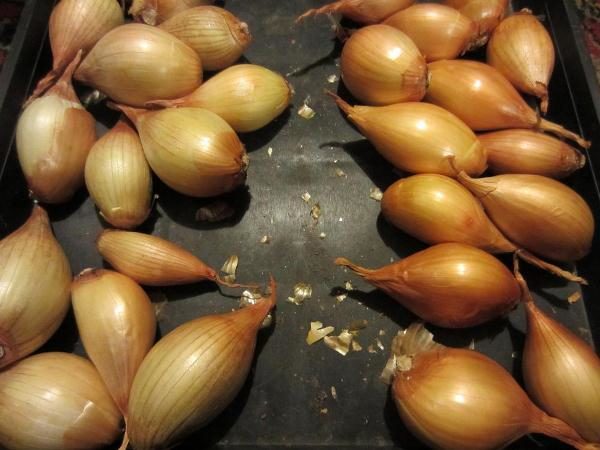 Famille oignon marneulsky