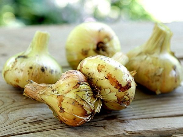 Sprint D'oignons Échalote