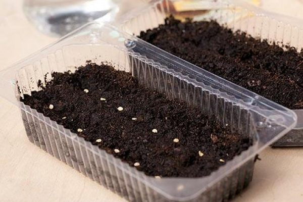 Planting tomato seeds in a container for seedlings