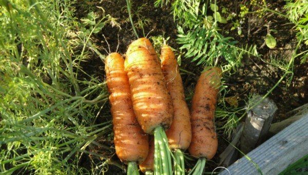 Καρότο ποικιλία Artek