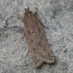 Carota o falena ombrello