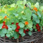 Nasturtium