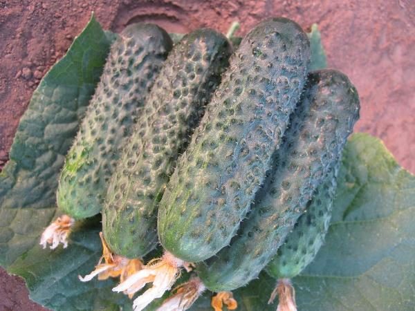 Grade Director is characterized by absolute pickling qualities and excellent transportability