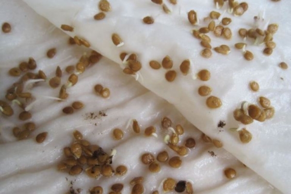 Les graines de carotte sont trempées pendant 7 jours, elles éclosent donc rapidement