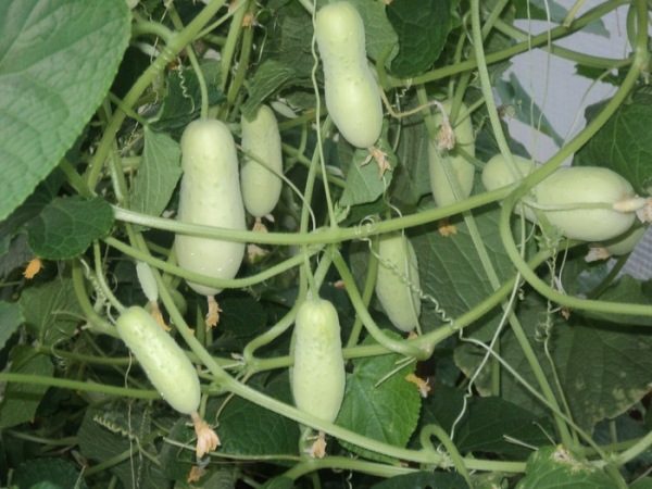 Variedade de pepino branco anjo