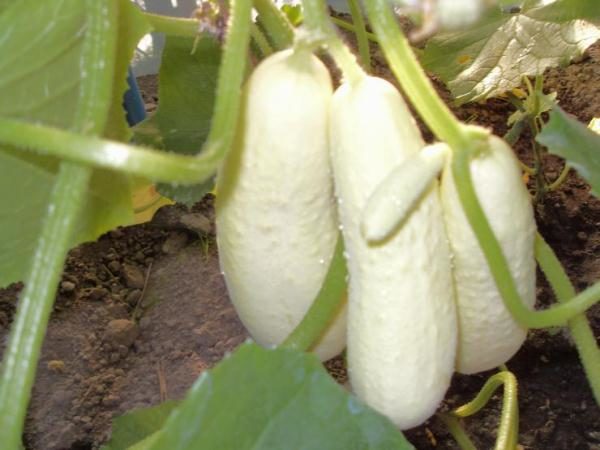 Pepinos grau Snow Leopard