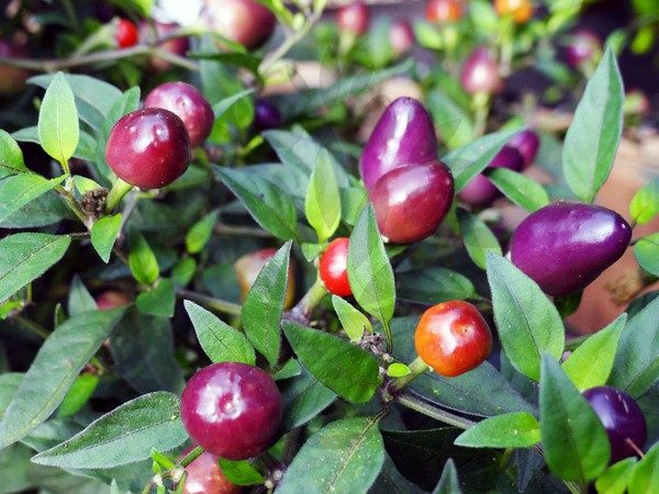 Scharfer Pfeffer Filius Blue