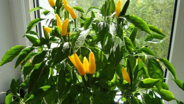 Hot Pepper Goldfinger