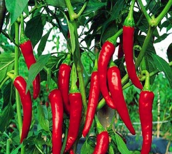 Hot Pepper Grade Für Schwiegermutter