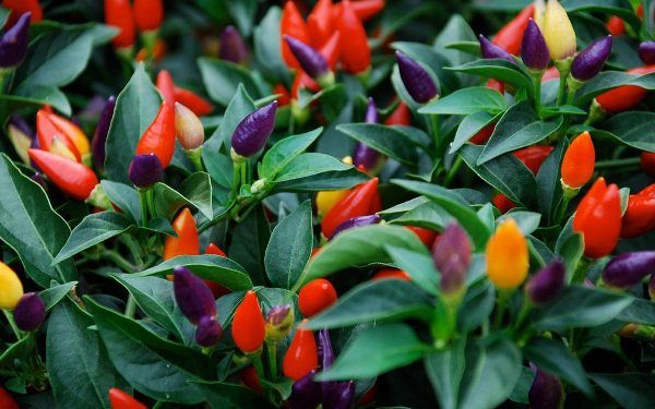 Scharfe Paprika-Königin der Spaten