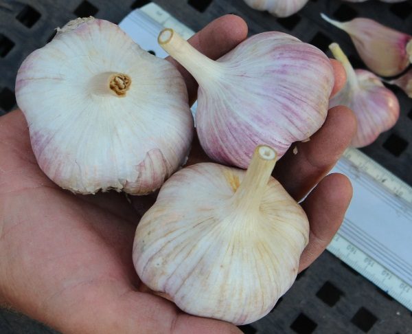 Variété d'ail d'hiver Dobrynya