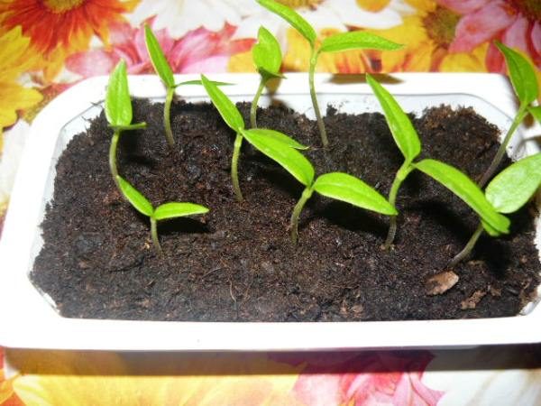 البراعم الأولى من بذور الفلفل