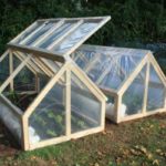 Greenhouse butterfly