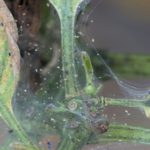 سوس العنكبوت