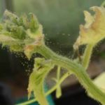 Spider mite