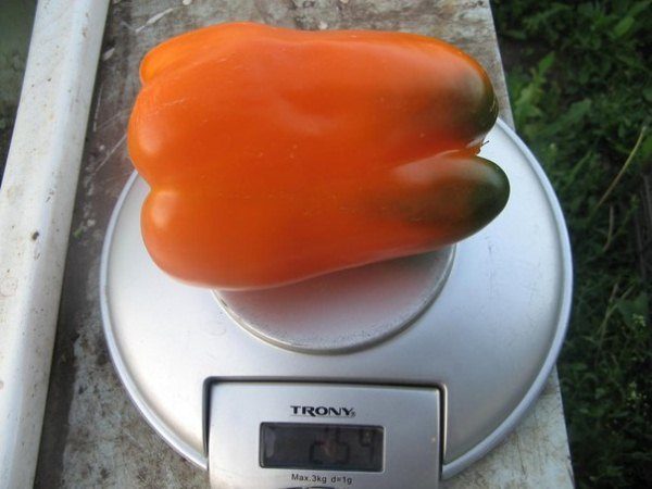 Primo grado di pepe Grande mamma