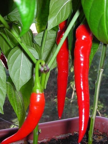 Pfeffer scharfer Astrakhan